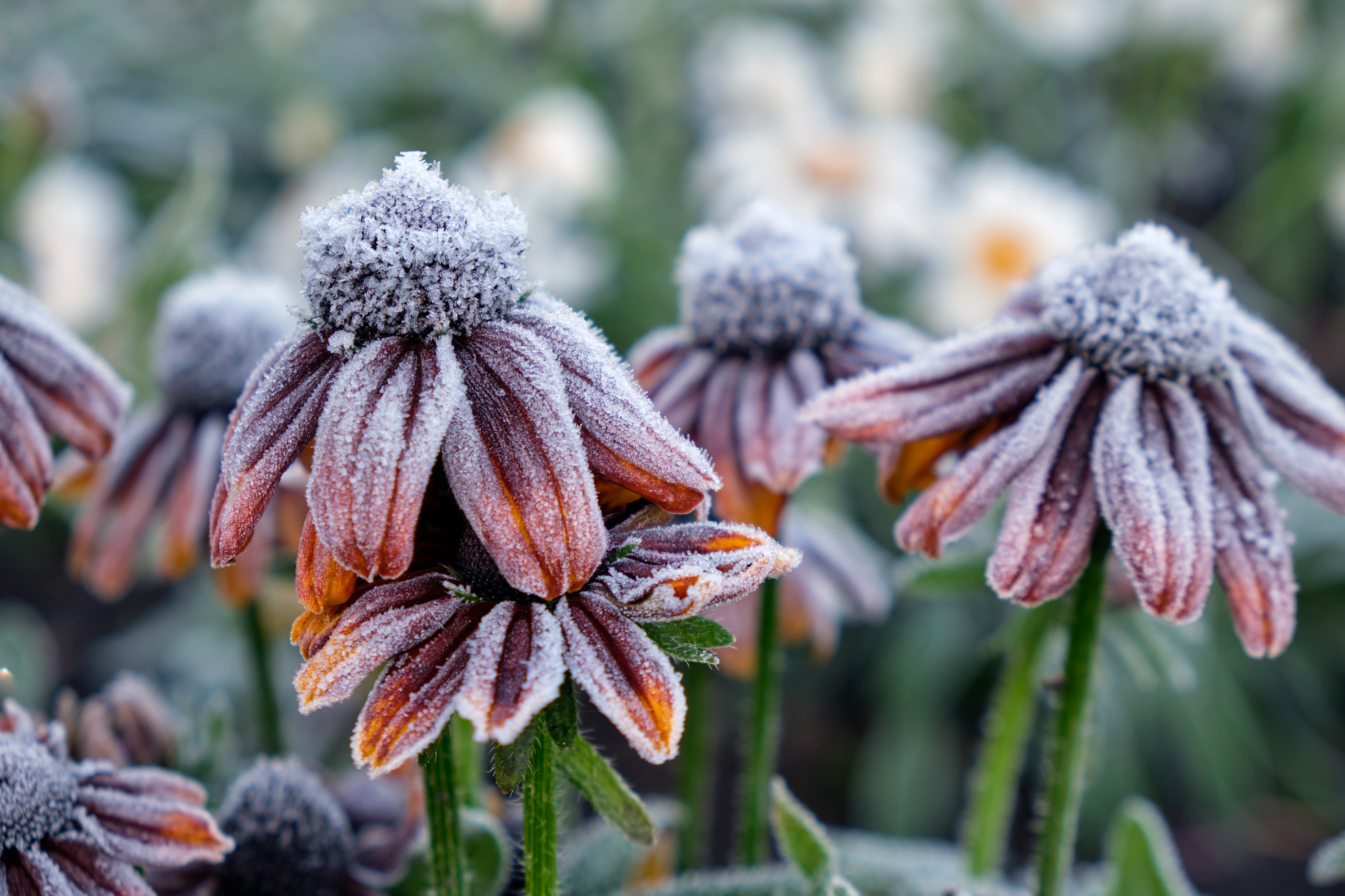Un coup de gel n'est pas impossible à l'est de la France après les Saints de Glace. © Serg Zastavkin, Adobe Stock